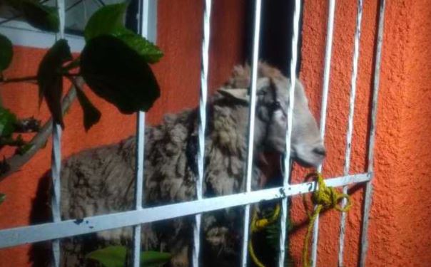 Expulsan a alumno de la Universidad Autónoma de Querétaro por maltrato animal