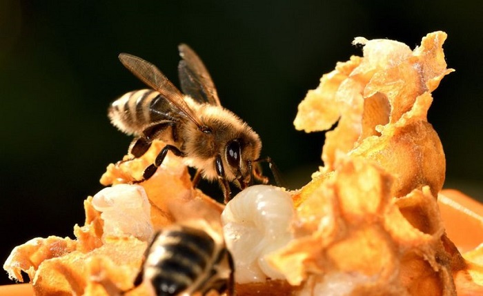 La importancia de las abejas; sin  éstas no podríamos comer frutas