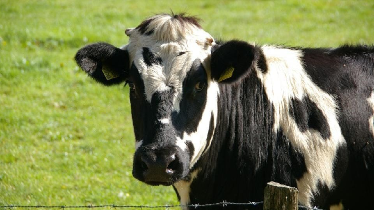 (Vídeo) Vaca "suplica" por su vida al saber que la llevan al matadero
