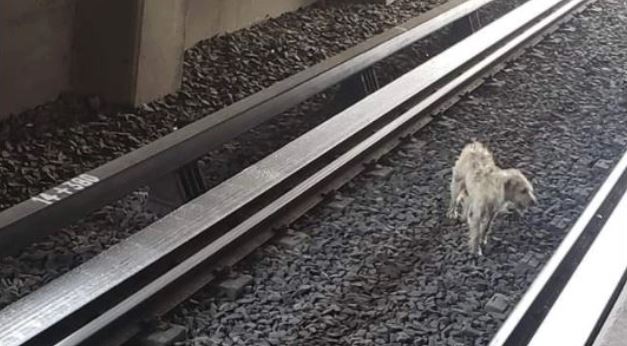 "Toda vida importa" Metro suspendió servicio para rescatar a perro atrapado en las vías