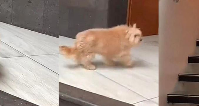 (VÍDEO) Así reaccionó un perrito al darse cuenta que su dueña le marcó a su veterinaria