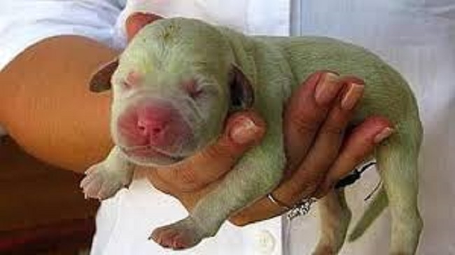 (VIDEO) Nace un perro verde en EE.UU.