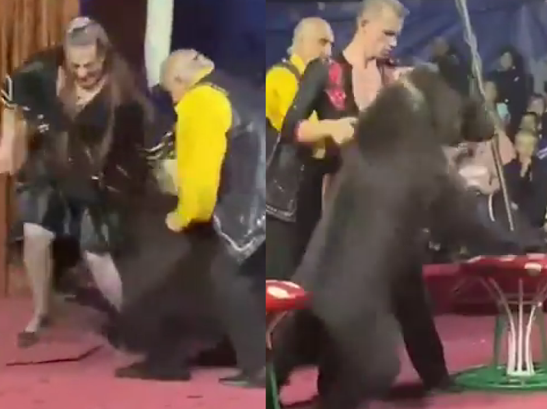 (VÍDEO) Oso de circo ataca a su entrenadora en pleno show infantil