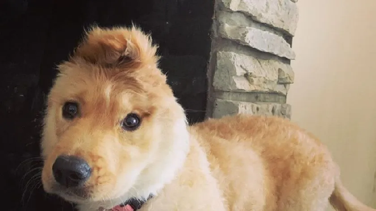 Perrito cautiva las redes sociales por tener una oreja encima de su cabeza