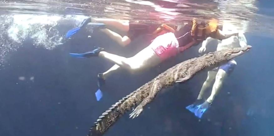 (VÍDEO) El cocodrilo que nada junto a turistas en cenote de Tulum
