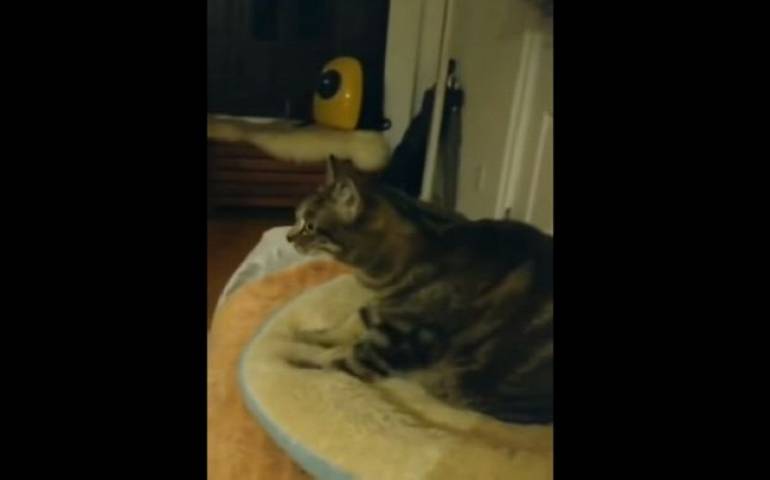 VIDEO: Gato cinéfilo no quita ojo a una batalla final y se hace viral en la Red