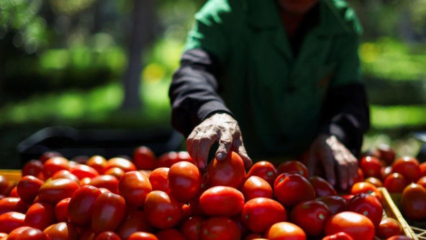 Tomates mexicanos enfrentarán aranceles del 21% en EE. UU. desde julio"
