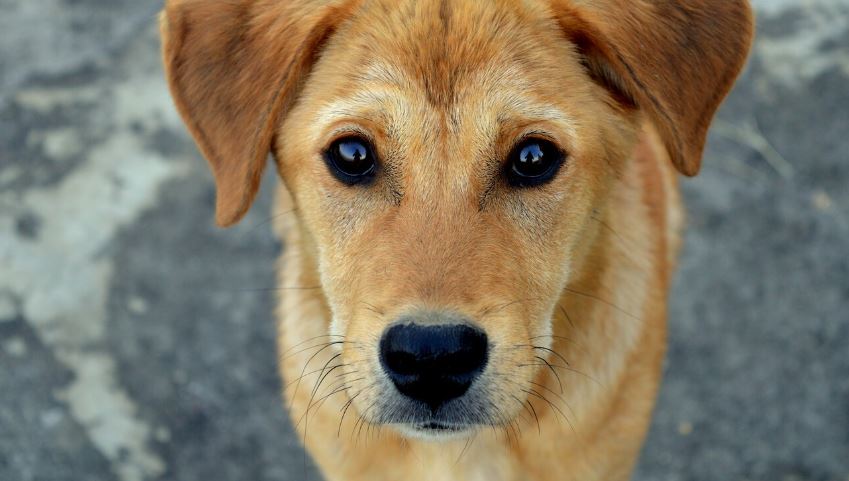 México: Proponen 3 años de cárcel a quien venda animales en Mercado Libre o Facebook