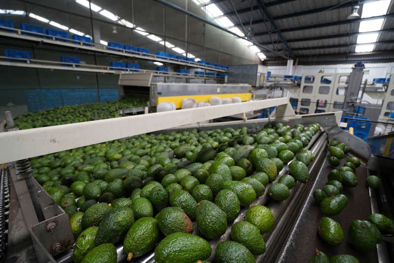 AMLO: Hay intereses económicos en suspensión de entrada de aguacate a EE.UU.