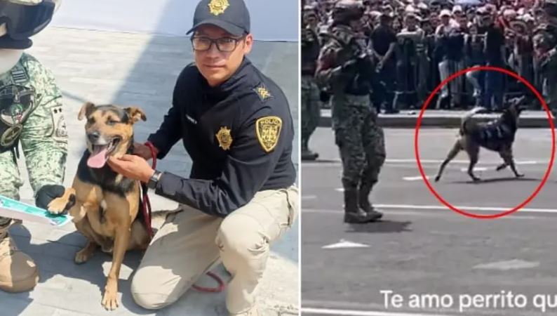 (VÍDEO) Perrito que se coló a desfile militar ya es integrante del Ejército