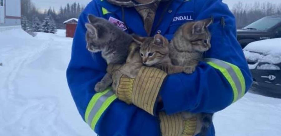 VIDEO: Salva a tres gatitos de morir congelados con ayuda de una taza de café
