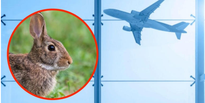 Por un conejo Avión de United Airlines se incendia y realiza aterrizaje de emergencia