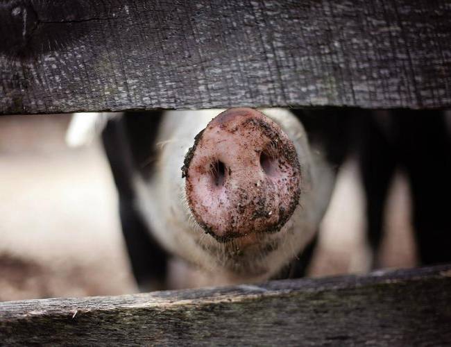 Corazones de cerdos podrían ser trasplantados a los humanos