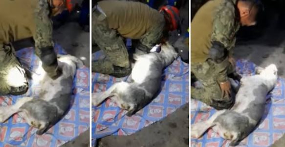 (VÍDEO) Intentan reanimar a perro rescatado tras deslave en Cerro del Chiquihuite