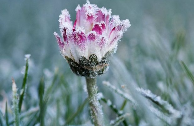 Flores en el hielo, la nueva alerta climática