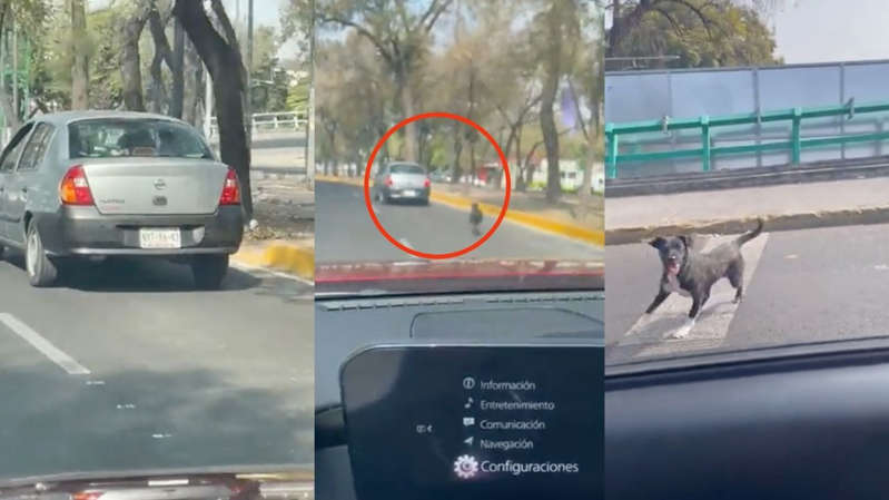 Conductor abandona a su perrito en calles de la CDMX