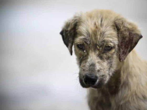 Denuncian a familia que usa piel de perros para hacer sus rituales