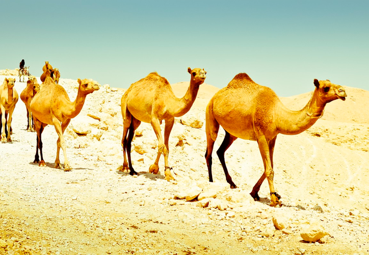 Australia: sacrificarán a 10 mil camellos porque toman mucha agua