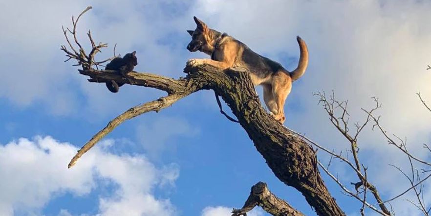 Perro perseguía a un gato y ambos tuvieron que ser rescatados por los bomberos