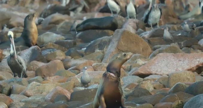 ¡Grave daño al planeta! Cada vez hay menos lobos marinos en Baja California Sur