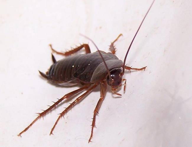 Evolución de cucarachas impide matarlas con insecticidas