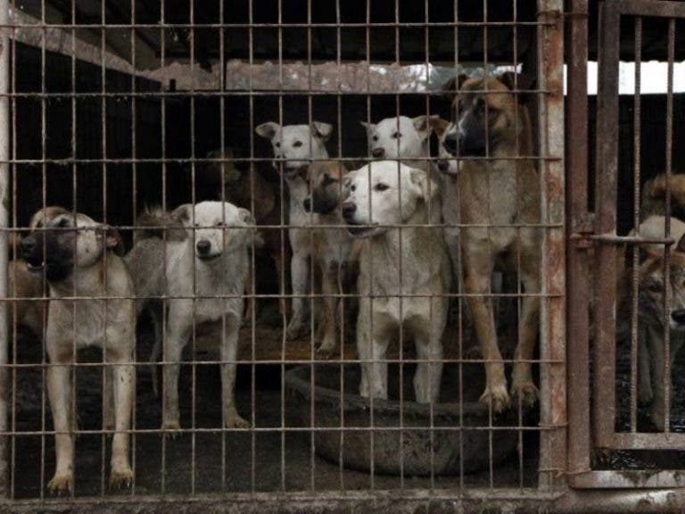 China: Cierran granja de carne de perro y rescatan a más de 100 canes