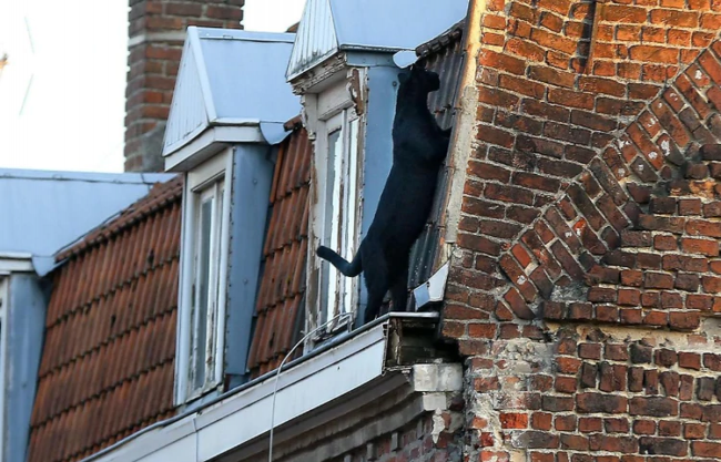 Capturaron en Francia a una pantera que paseaba por los tejados como gato