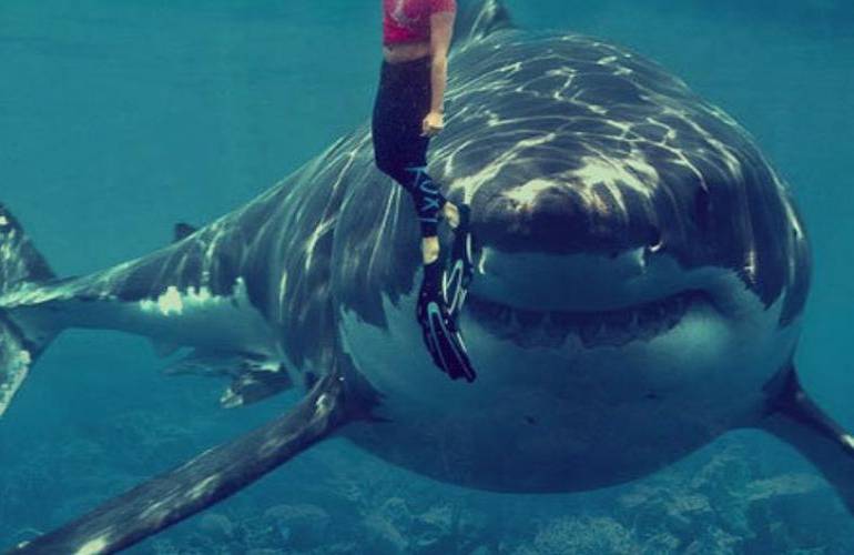 ¡Alerta en el océano! Enorme tiburón blanco amenaza las costas