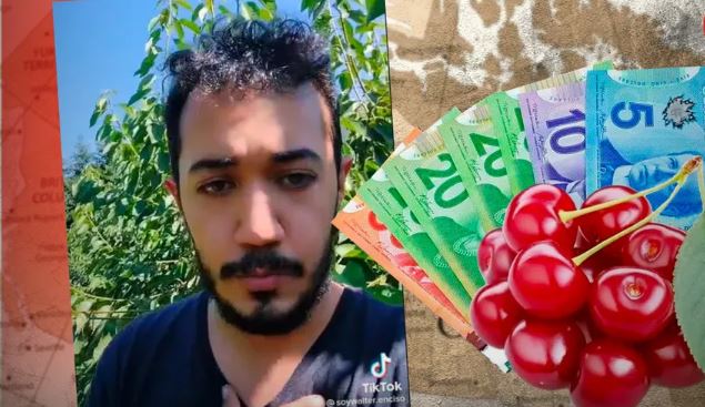 Mexicano presume súper sueldo en Canadá sólo por recolectar cerezas