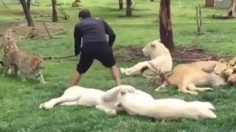 Tigre domesticado salva a su cuidador del ataque de un leopardo