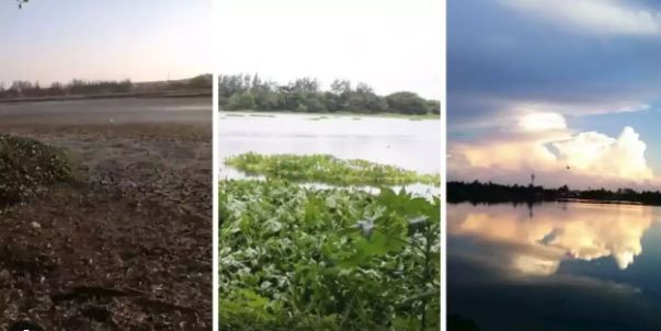 En laguna de Veracruz Puerto, enorme boa podría ser “atractivo turístico”