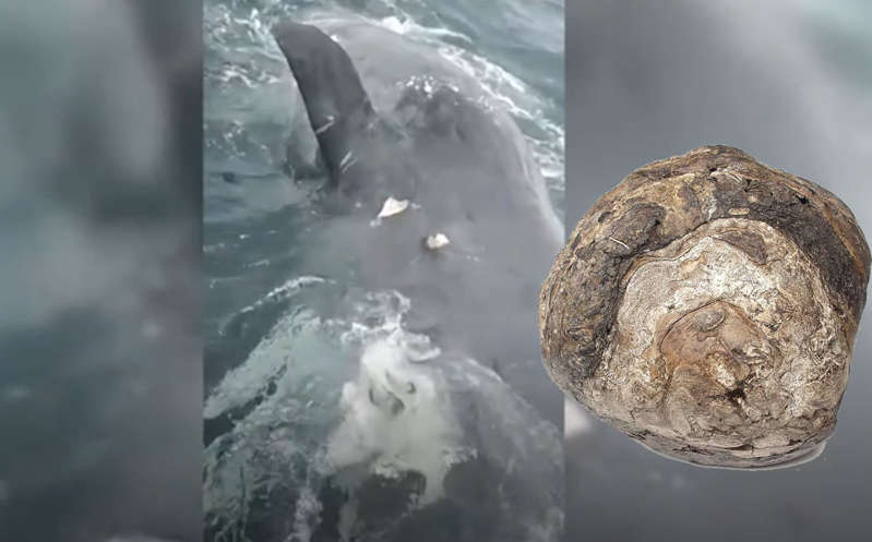 Pescadores descubren ámbar gris en una ballena ¡Y se vuelven millonarios!