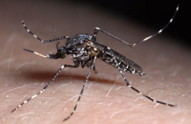 Aumentan los casos de dengue en Yucatán
