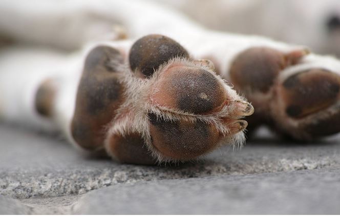 Perrito perdió sus 4 patas al salvar 5 vidas en Turquía y no se da por vencido