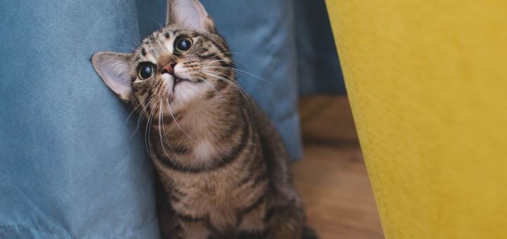 Cuáles son las principales fobias de tu gato y cómo superarlas