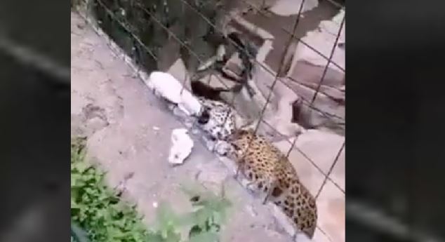 (VÍDEO) En León, niño quiso tomarse una foto con un jaguar y es atacado