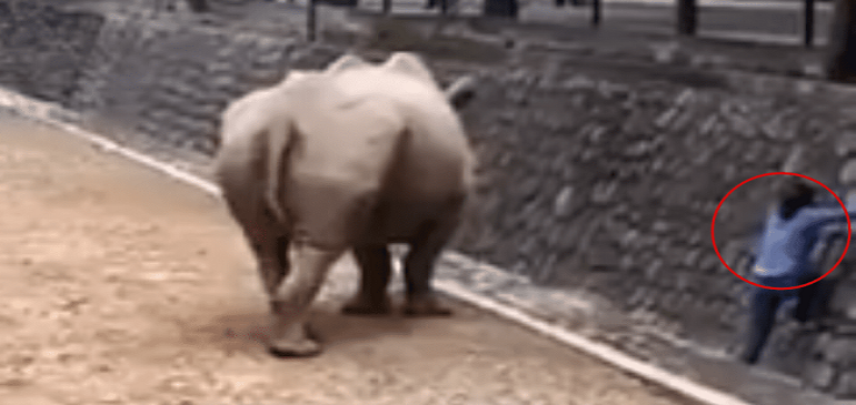 Mujer se mete a una fosa de rinocerontes para recuperar su celular