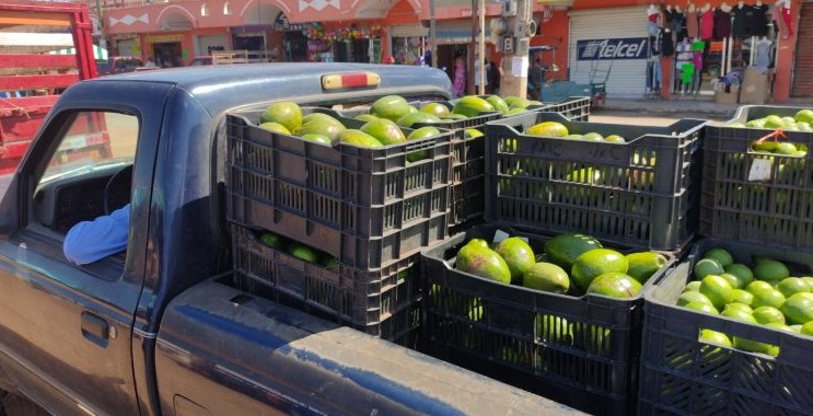 El aguacate local sube de precio, pero sequía afecta los cultivos en Oxkutzcab