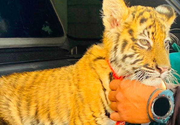 Querétaro: Pareja es detenida por llevar a un peqeño tigre en la cajuela