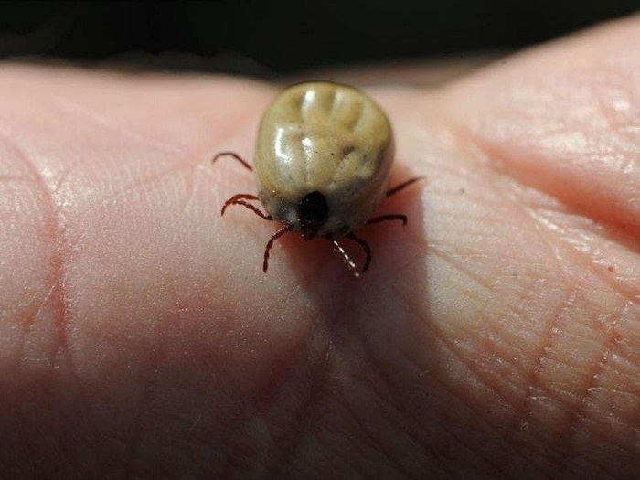 Estudio: El cambio climático hará que las garrapatas prefieran a los humanos