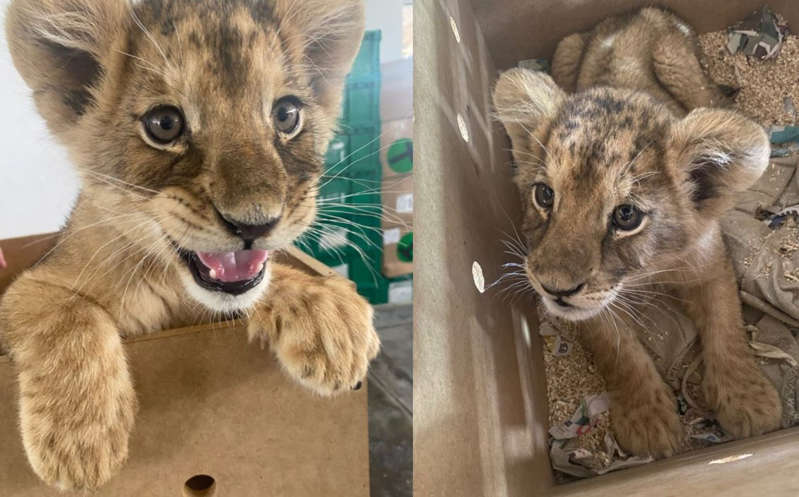 Rescatan cachorra de león africano en aeropuerto de Ciudad Juárez