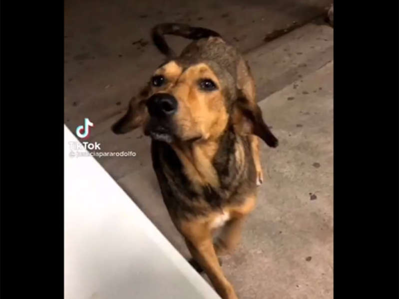 #JusticiaParaRodolfo; sujeto mató a este perrito con un machete