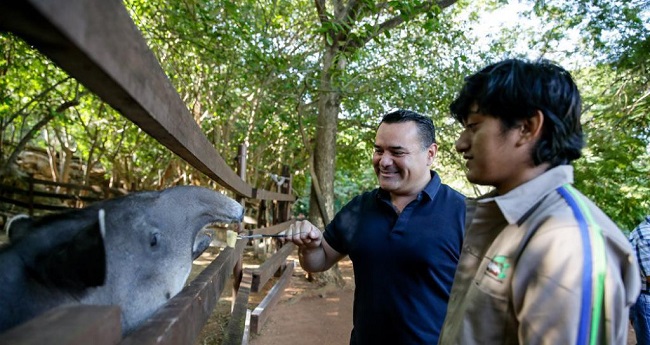 Mérida: Buscan pareja para “Nando”, veterano tapir de Animaya