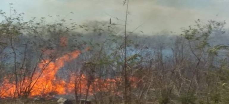 Arden 4 hectáreas de montes en Motul
