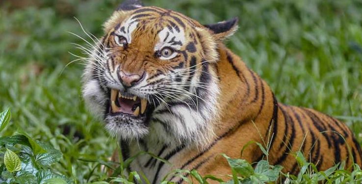 Tigre siberiano ataca y mata a su cuidadora en Suiza