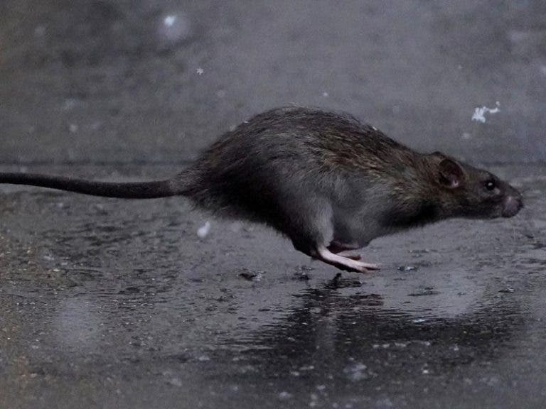 Captan violento ataque de un roedor a una paloma en calles de Nueva York