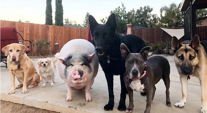 Criaron a cerdito entre perros y ahora cree que es uno de éstos