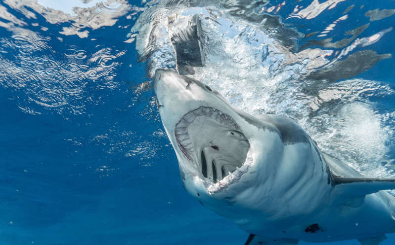 Tiburón mata a hombre que entró al mar a orinar