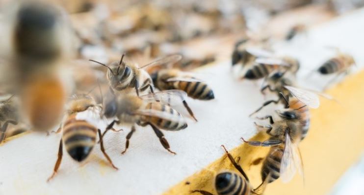 Natgeo: Los insectos se están extinguiendo rápidamente a causa de la crisis climática