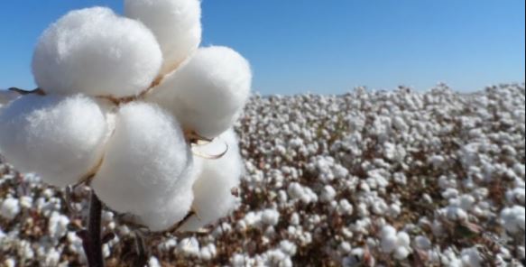 En un año, la producción de algodón en México cayó 50%, con pérdidas por $5,400 millones